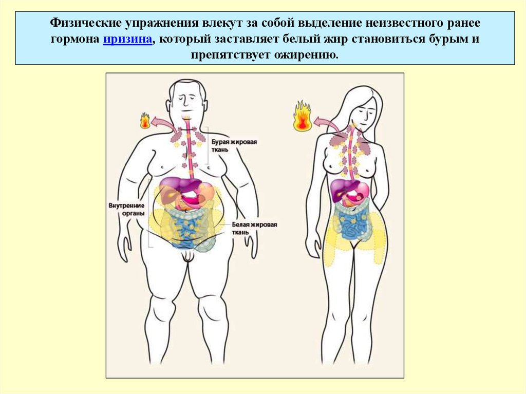 Рисунок кожи человека