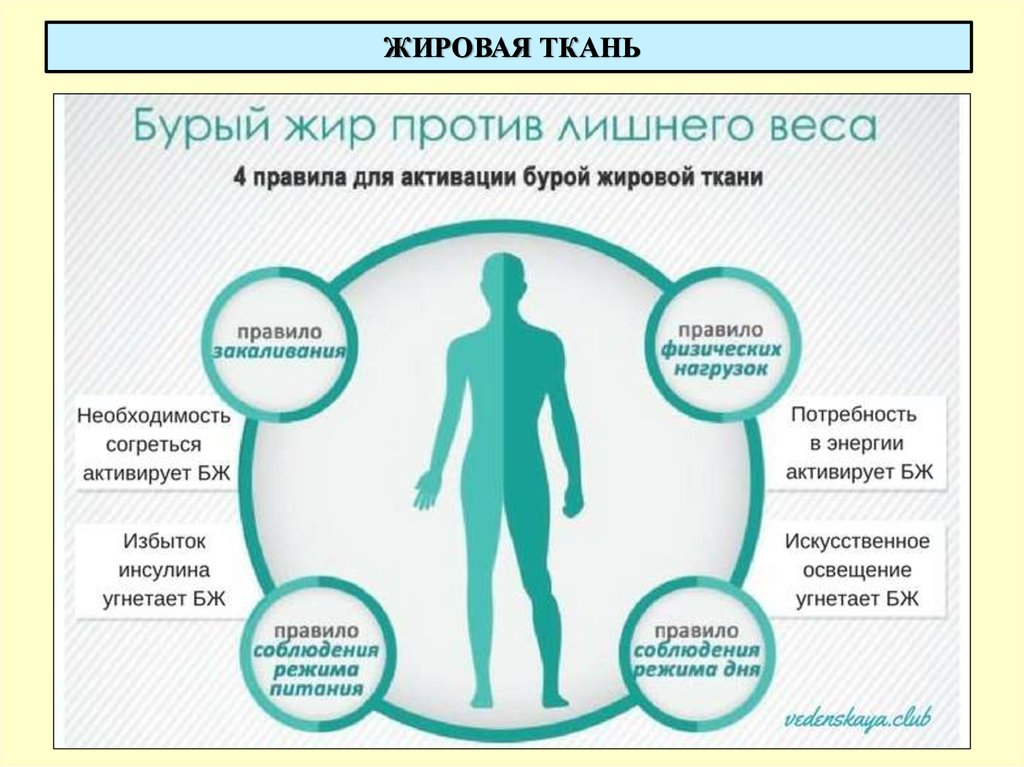 ЖИРОВАЯ ТКАНЬ