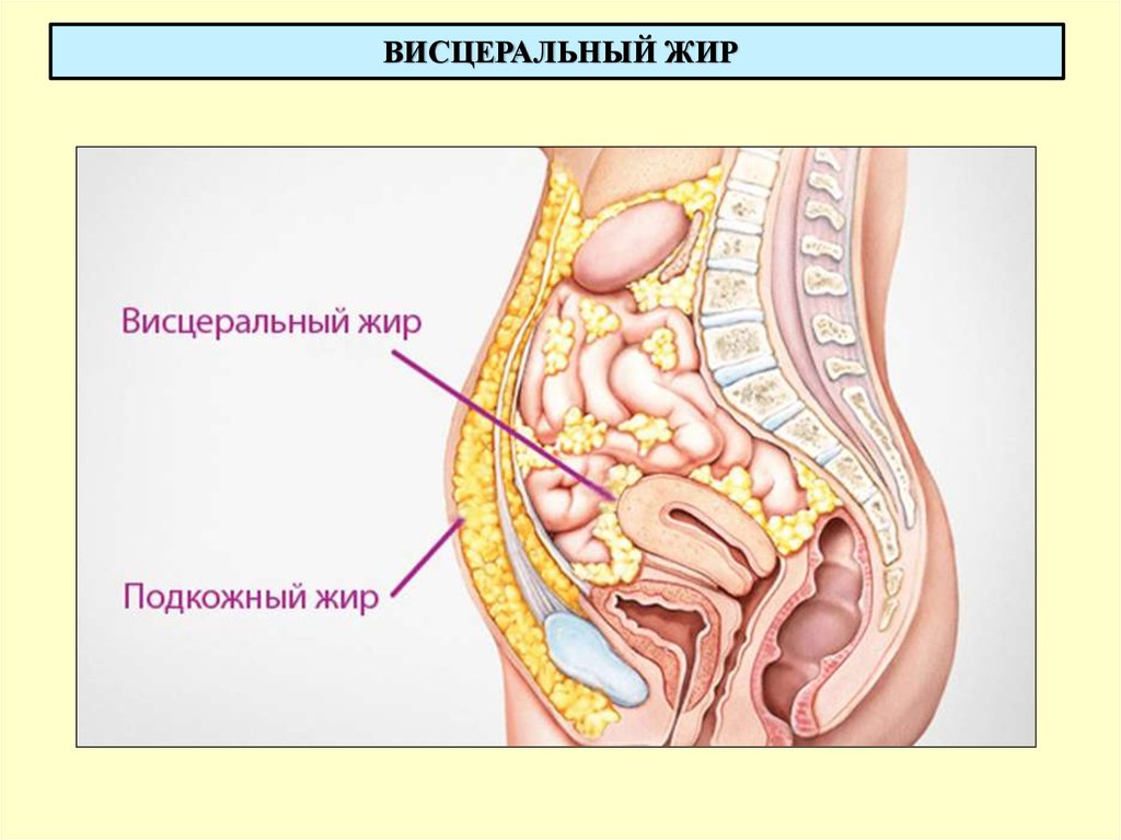 ВИСЦЕРАЛЬНЫЙ ЖИР