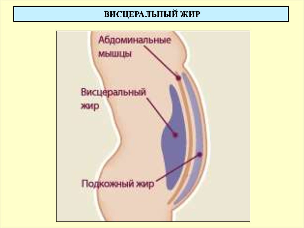 Абдоминальный жир на животе фото