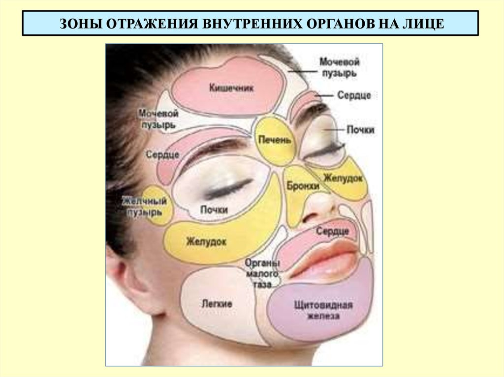 Прыщи какой орган страдает. Отображение внутренних органов на лице. Схема прыщей на лице. Зоны прыщей на лице. Зоны на лице отвечающие за внутренние органы.