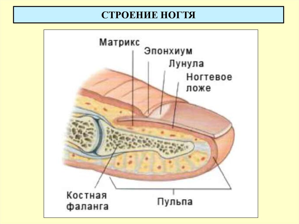 Рисунок кожи стопы