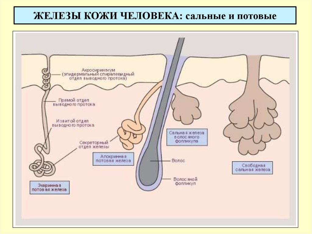 ЖЕЛЕЗЫ КОЖИ ЧЕЛОВЕКА: сальные и потовые