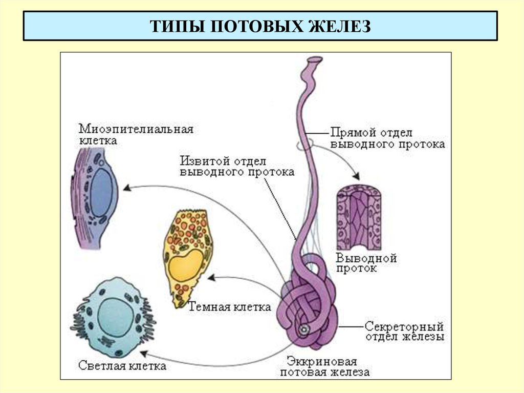 Потовая железа рисунок гистология