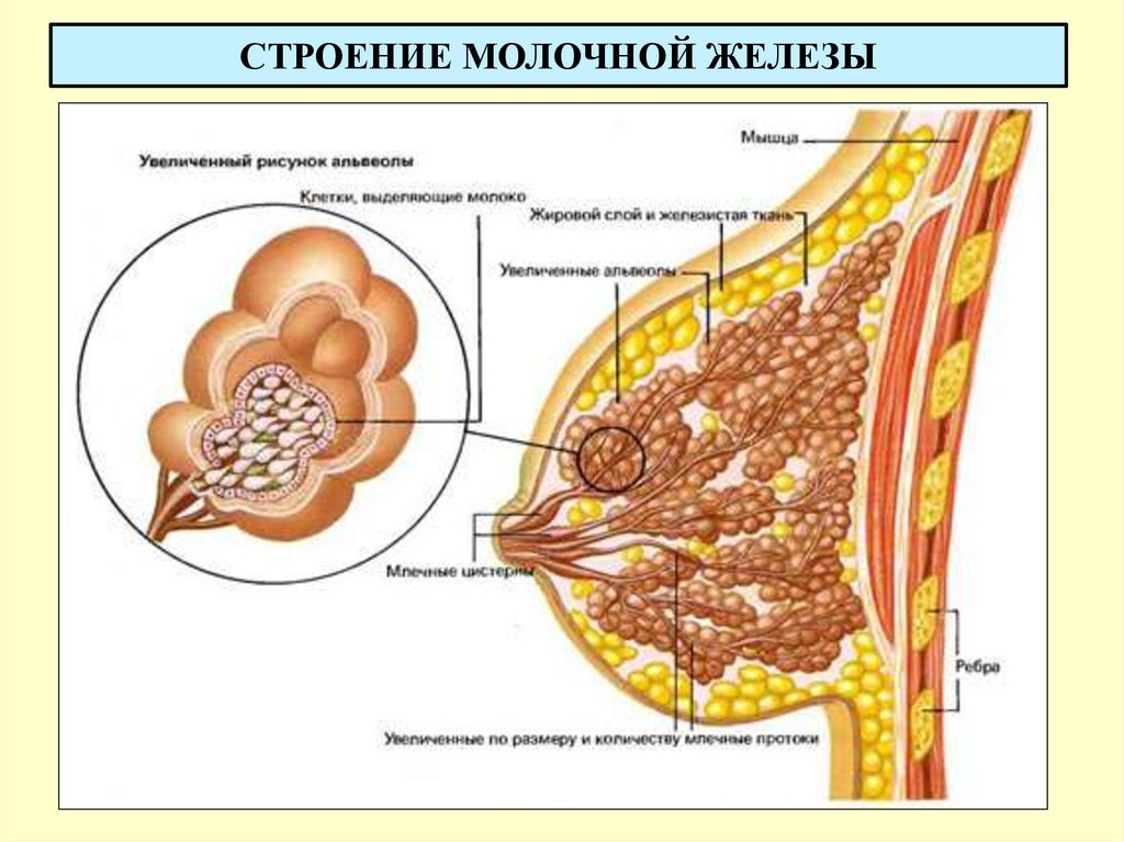 СТРОЕНИЕ МОЛОЧНОЙ ЖЕЛЕЗЫ