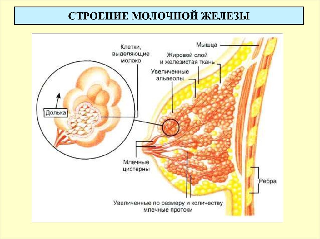 Строение женских молочных желез