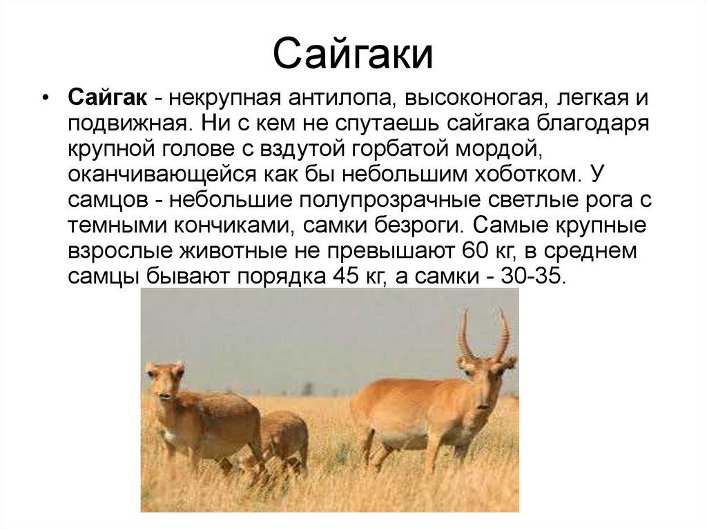 В какой зоне обитает антилопа. Рассказ о сайгаке. Сайгак рассказ о животном. Животное степи Сайгак. Доклад про сайгака.