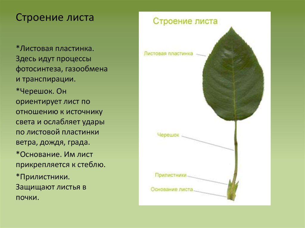 Картинки КАКУЮ ФУНКЦИЮ ВЫПОЛНЯЕТ ЛИСТОВАЯ ПЛАСТИНКА ЛИСТА