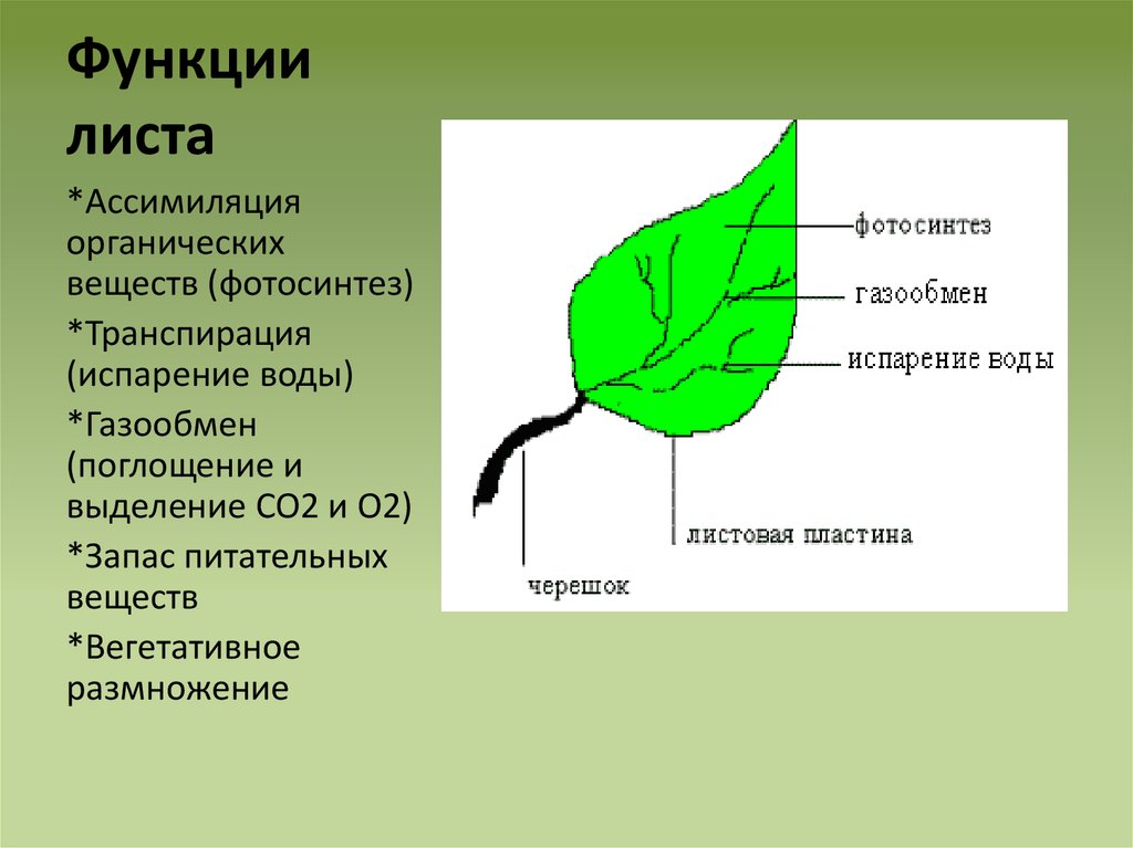 Внешнее строение листа. Биология 6 класс лист функции листа. Три основные функции листа. Основные функции листа растения. Функция газообмена у листа.