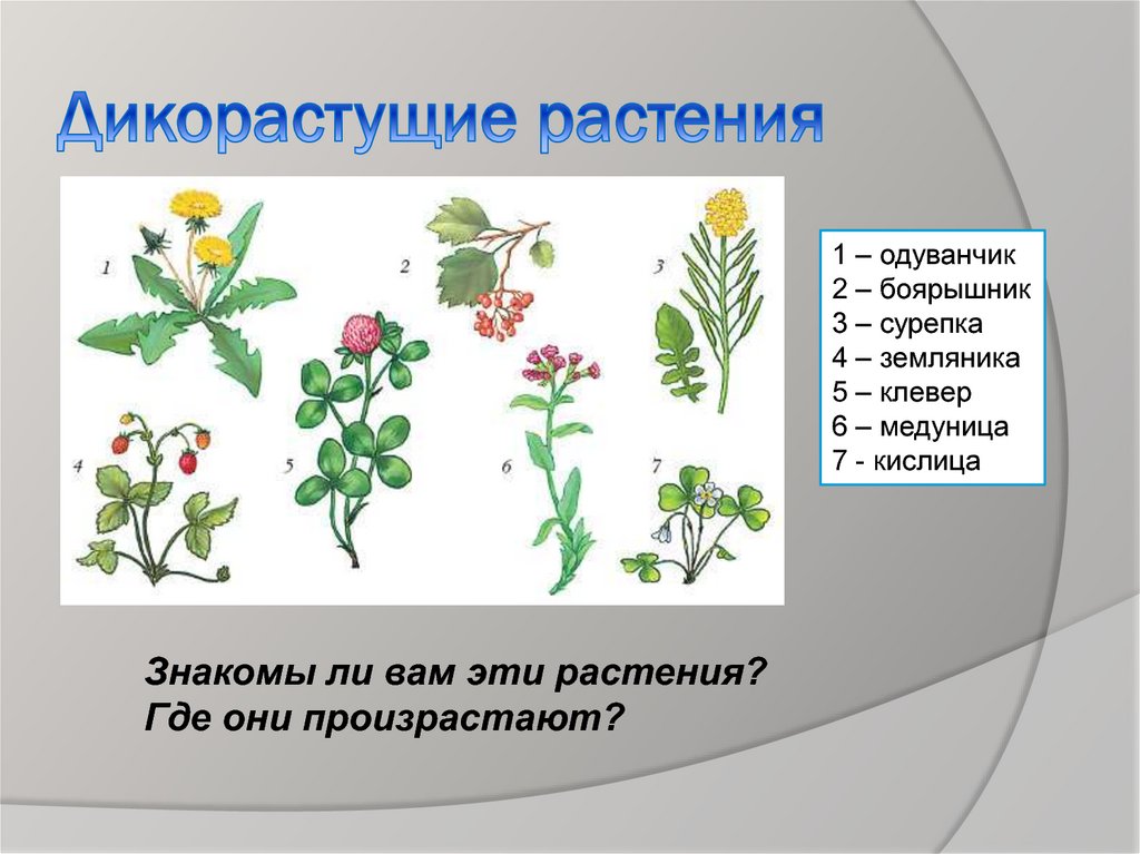 Примеры дикорастущих растений относящихся