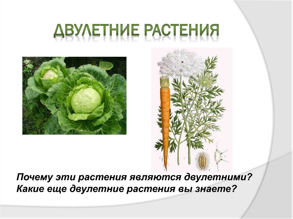 Какие растения двухлетние. Двулетние растения. Двухлетние травянистые растения. Какие растения двулетние. Двулетние овощные растения.