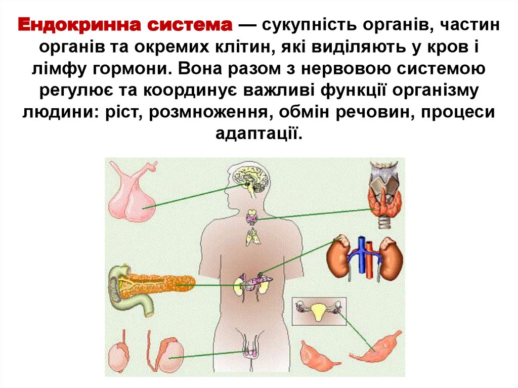 Ендокринна система — сукупність органів, частин органів та окремих клітин, які виділяють у кров і лімфу гормони. Вона разом з
