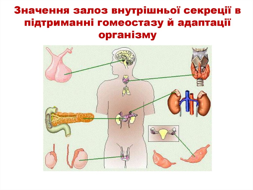 Значення залоз внутрішньої секреції в підтриманні гомеостазу й адаптації організму
