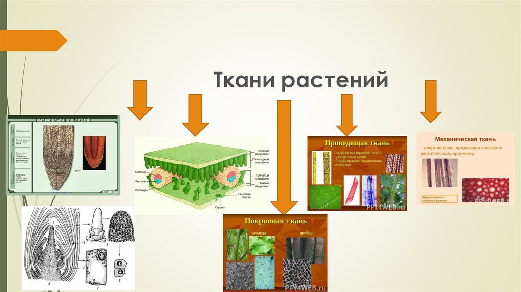 Установите тип растительной ткани