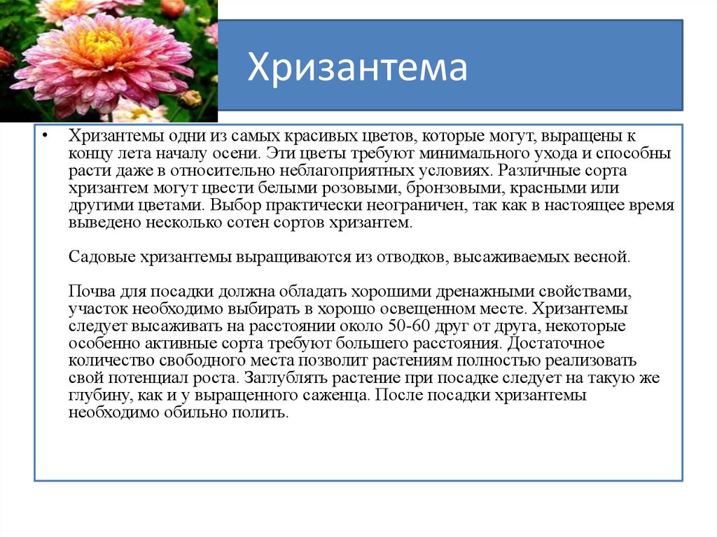 Изложение хризантема 8 класс. Хризантема описание. Хризантемы описание цветка. Хризантема сообщение. Характеристика хризантемы.