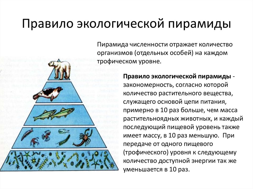 Используя правило 10. Пирамида биомасс трофических уровней. Экологические пирамиды. Правило пирамиды.. Трофические цепи, экологические пирамиды.. Правило экологической пирамиды биомасс.