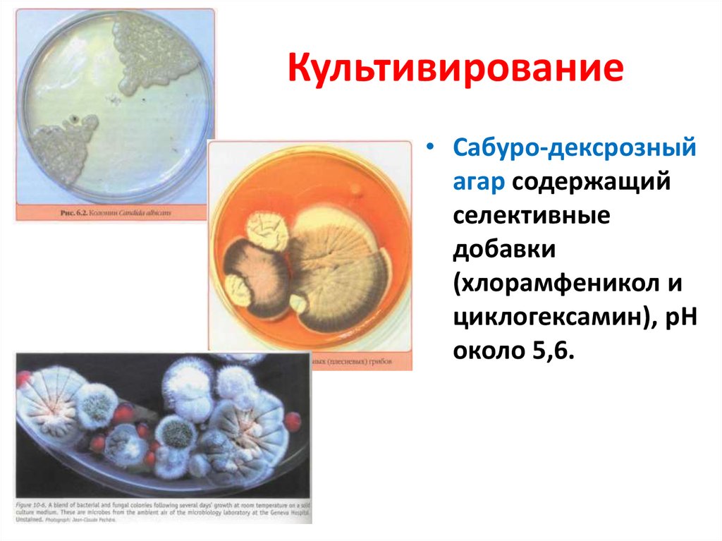 Патогенные грибы споры. Патогенные грибы. Микозы вызванные условно патогенными грибами. Особенности культивирования грибов. Заболевания вызываемые патогенными грибами.