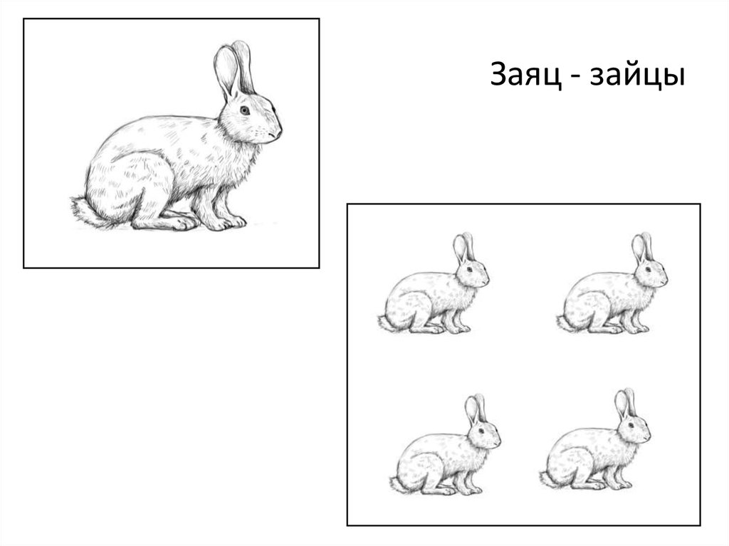 Зайцев без слов. Заяц. Заяц карточка для детей. Иллюстрация карточки зайцы. Карточки с изображением зайца для дошкольников.