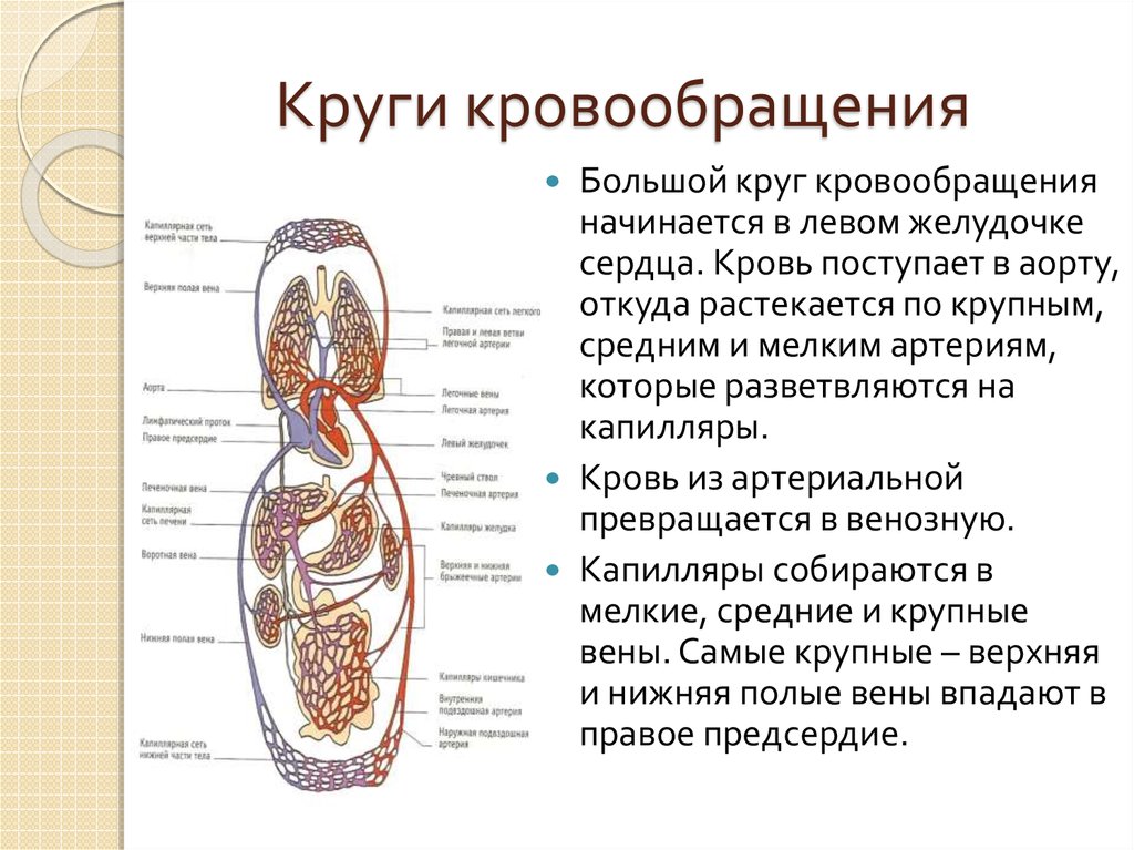 Большой круг кровообращения млекопитающих схема