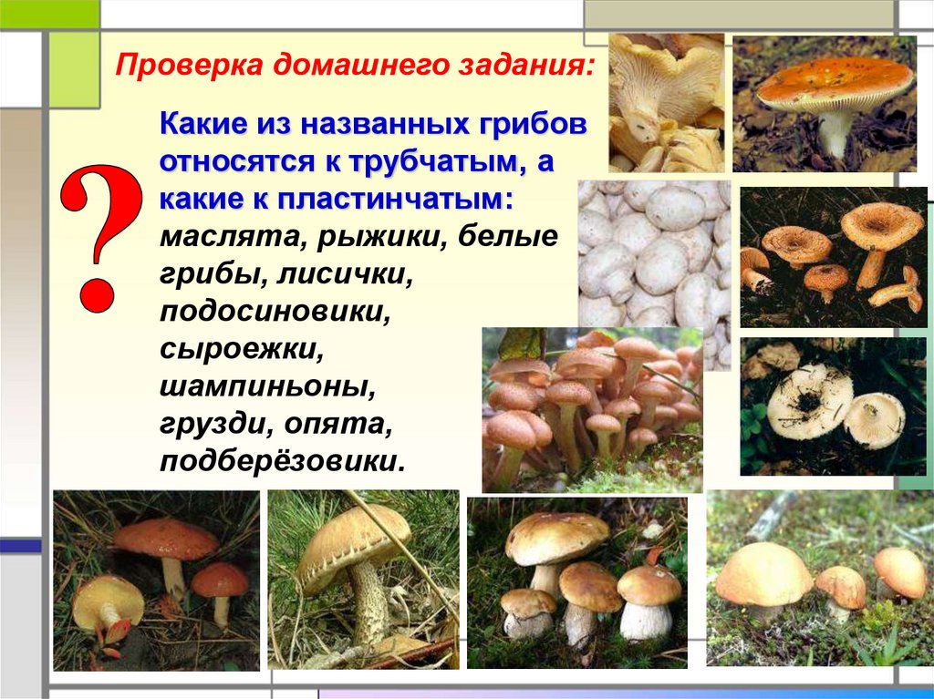 Какие съедобные грибы относятся к группе пластинчатых