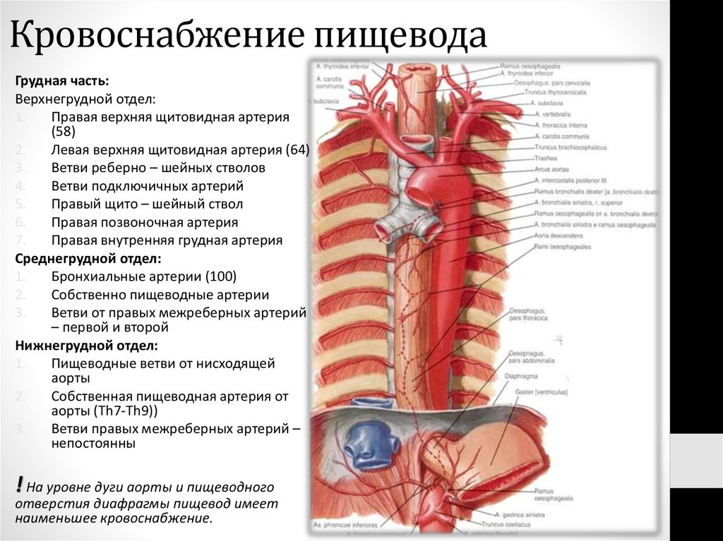 Грудная часть пищевода. Кровоснабжение пищевода топографическая анатомия. Шейный отдел пищевода кровоснабжает. Кровоснабжение шейной части пищевода. Схема артериального кровотока пищевода.