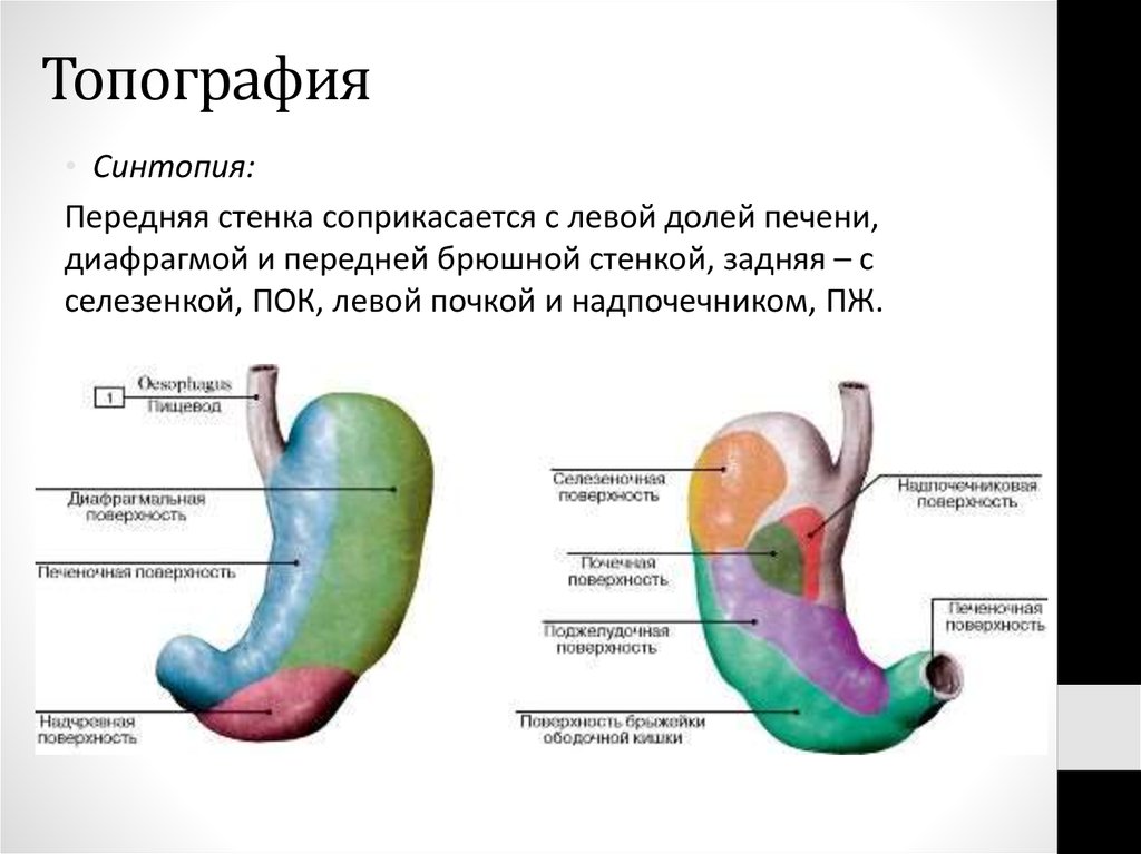 Какие отделы выделяют в желудке. Строение поверхности желудка. Желудок анатомия строение топография. Топографическое строение желудка. Топографические отделы желудка.