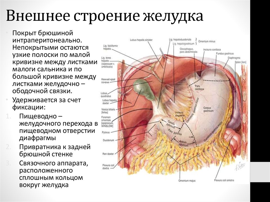 Строение желудка кратко. Внешнее строение желудка. Внутреннее строение желудка анатомия. Отделы желудка анатомия латынь.
