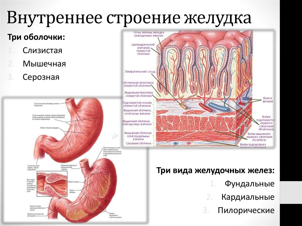 Тонкий желудок строение. Строение желудка вид спереди. Строение стенки ЖКТ анатомия. Внутреннее строение желудка анатомия. Внтурення строение желудка.