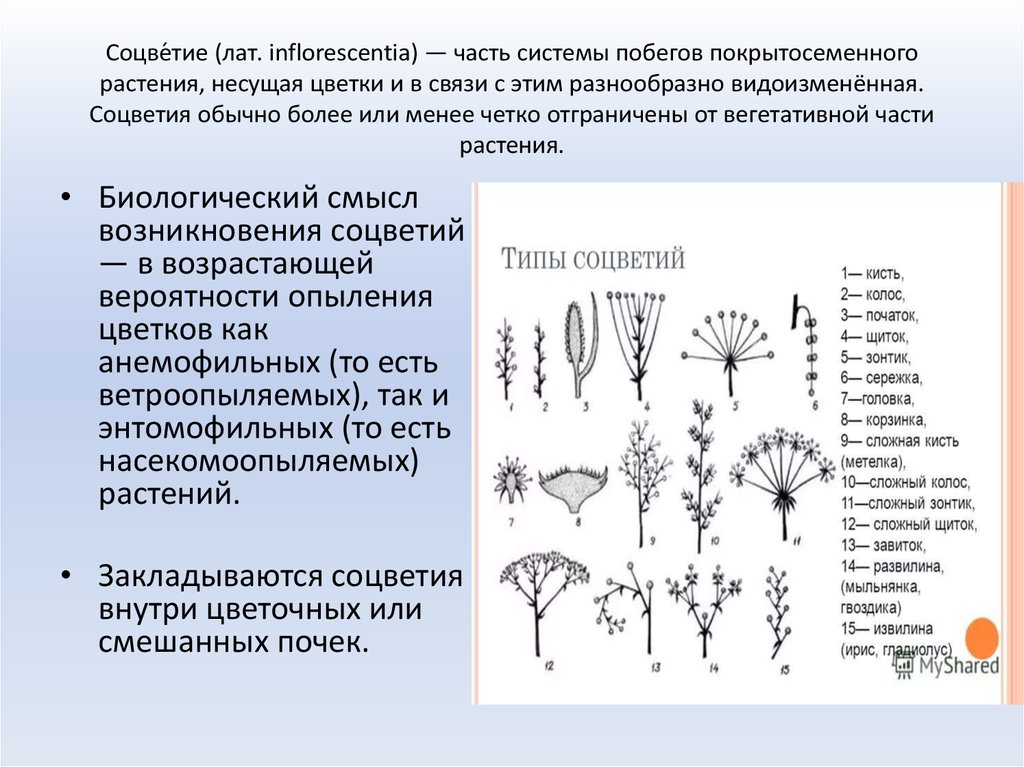 Соцве́тие (лат. inflorescentia) — часть системы побегов покрытосеменного растения, несущая цветки и в связи с этим разнообразно