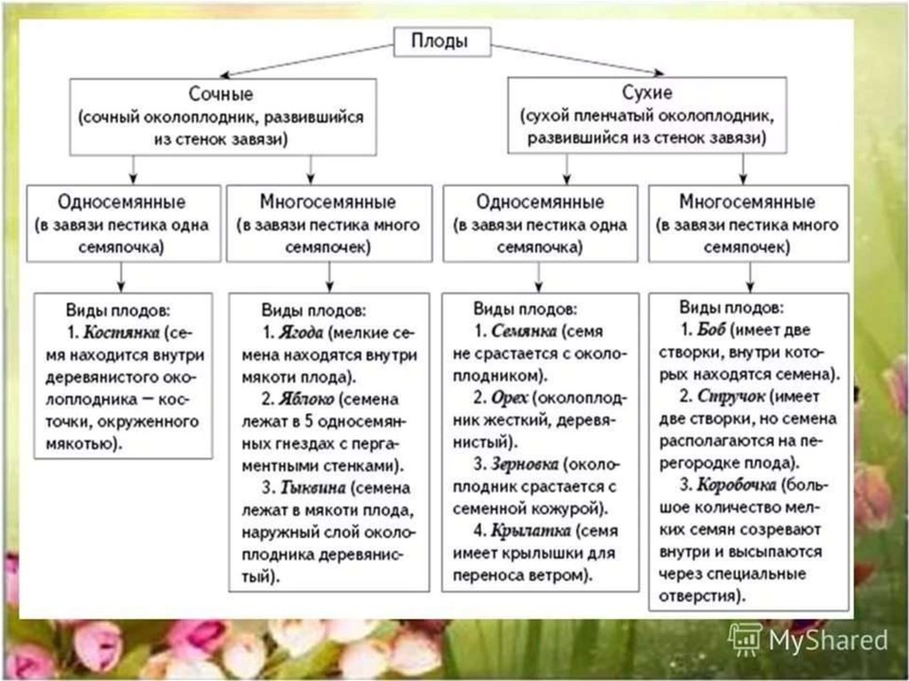 Признаки плодов. Классификация типы плодов. Классификация семян плодов 6 класс биология. Типы плодов растений 6 класс биология таблица. Плоды сухие и сочные таблица.