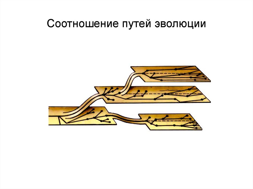 Назовите путь эволюции изображенный на рисунке цифрой 1 к чему приводит данный путь