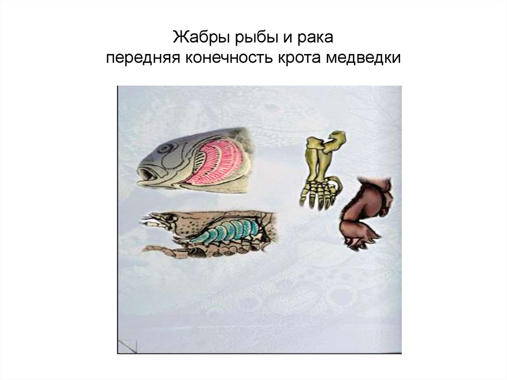 Какие жабры у рака. Жабры рыбы строение. Жабры рыб и ракообразных. Жабры краба и рыбы аналогичные органы ?. Аналогии рыба жабры человек.