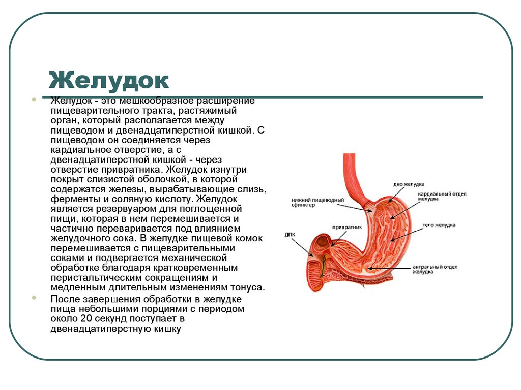 Действия желудка