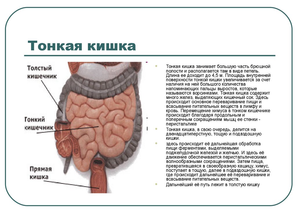 Тонкий кишечник система органов какая. Тонкая кишка отделы строение. Тонкий кишечник анатомия строение кратко. Строение тонкой кишки у человека.