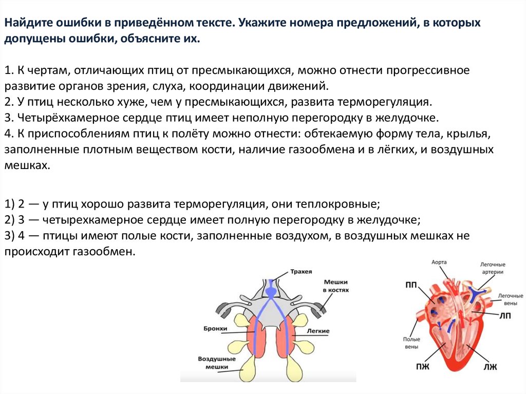 Мозг какой систематической группы изображен на рисунке