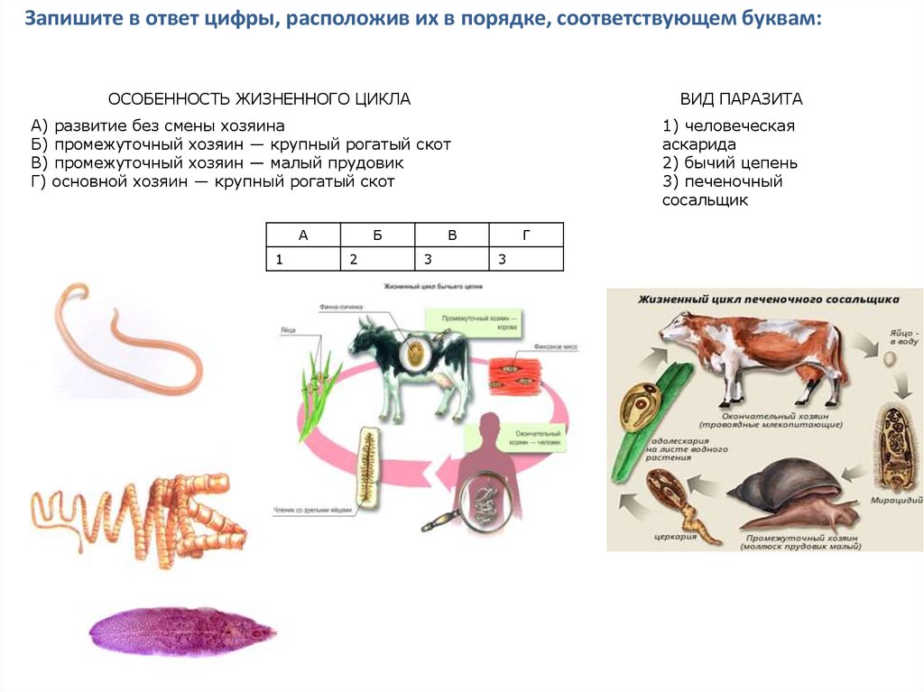 Мозг представителя какой систематической группы изображен на рисунке млекопитающих рыб