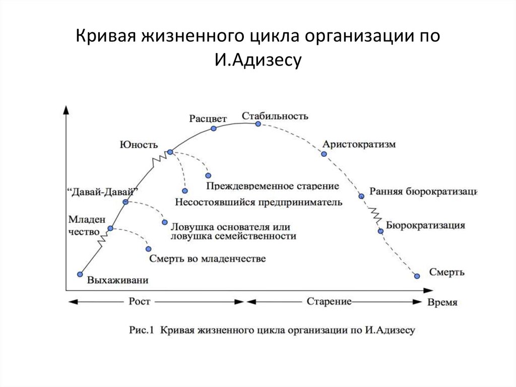 Определите особенности жизненного цикла. Кривая жизненного цикла организации по Адизесу. Ицхак Адизес модель жизненного цикла. Этапы жизненного цикла Адизес. Кривой жизненного цикла организации по и. Адизесу.