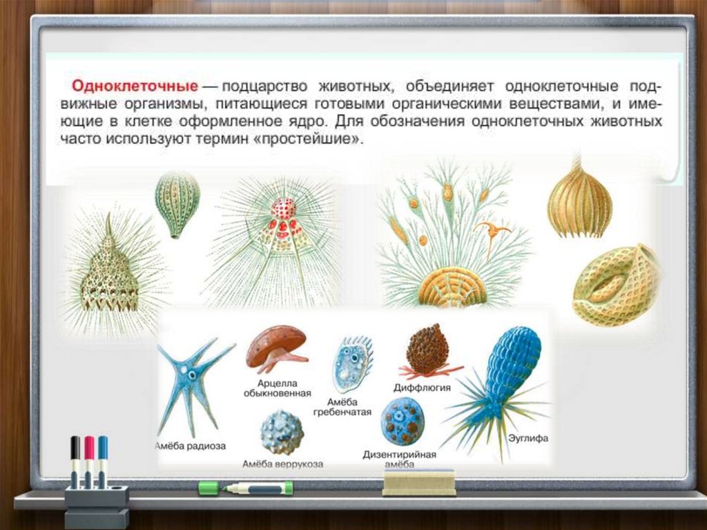 Подцарство простейшие презентация