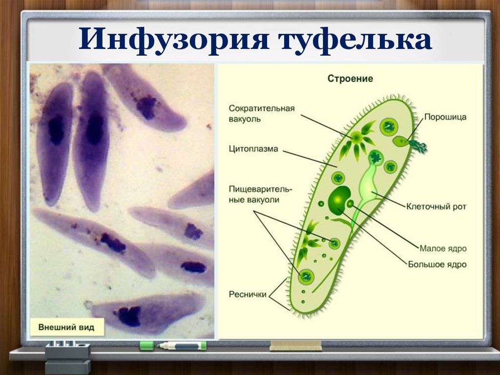 Подцарство одноклеточные