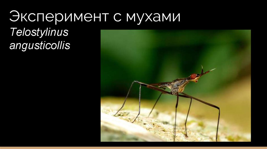 Эксперимент с мухами Telostylinus angusticollis