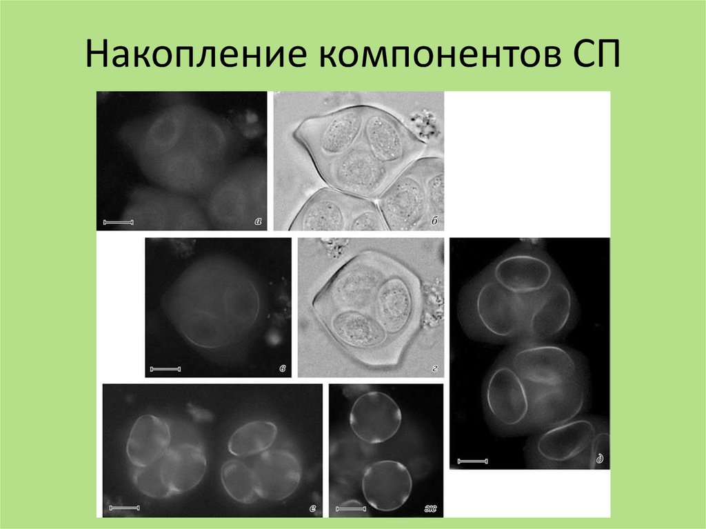 Клетки тетрады микроспор