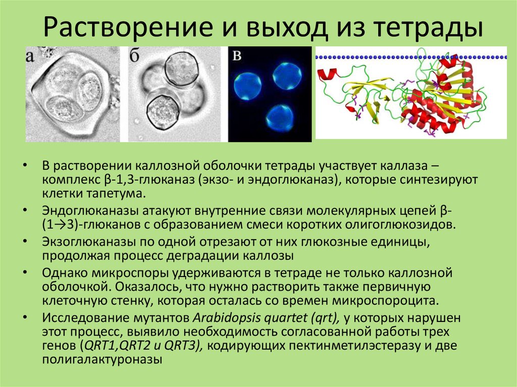 Образование тетрады микроспор деление диплоидной материнской клетки