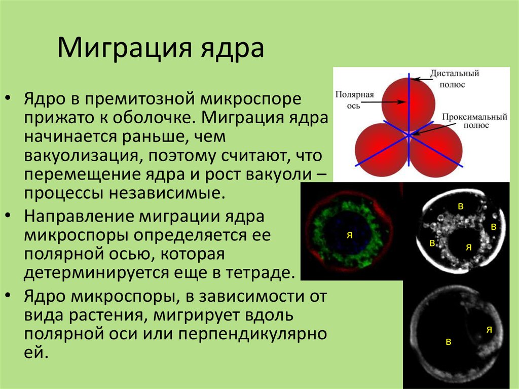 Из микроспоры свеклы обыкновенной в результате