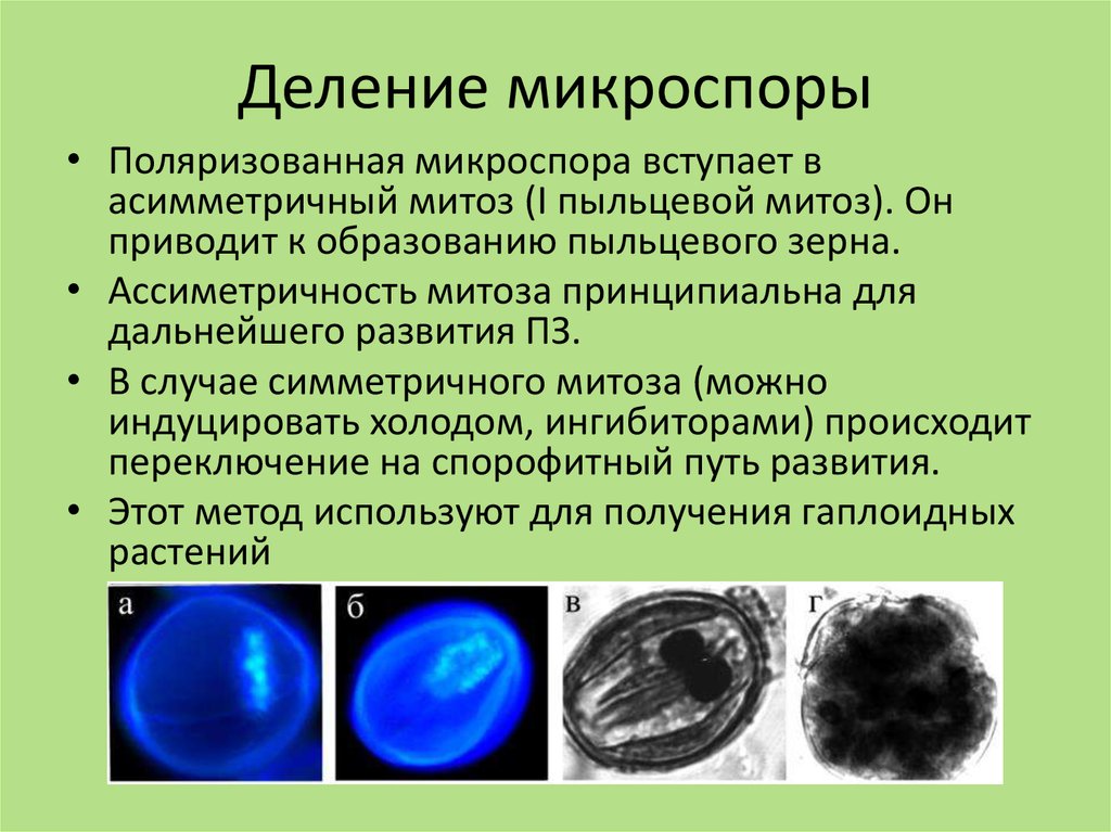 Какие клетки образуются из микроспоры