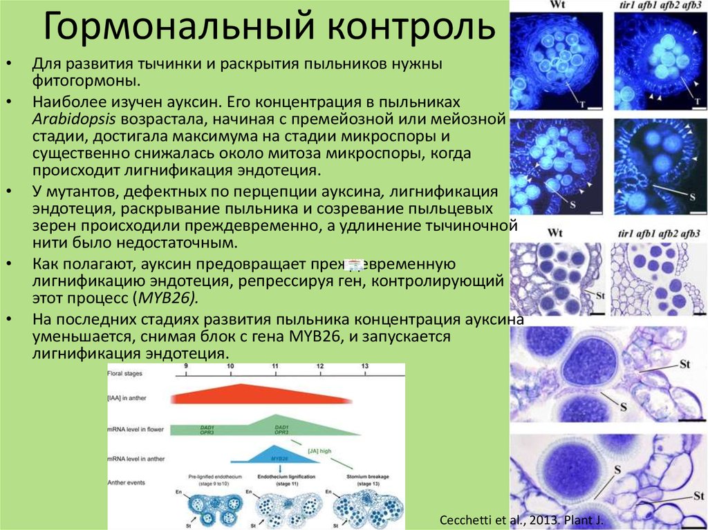 Клетки тетрады микроспор