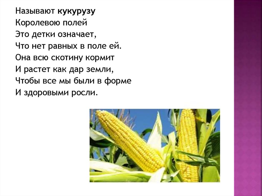 Твои земляки труженики кубановедение 3. Загадка про кукурузу. Стих про кукурузу. Стих про кукурузу для детей. Стихотворение про кукурузу.