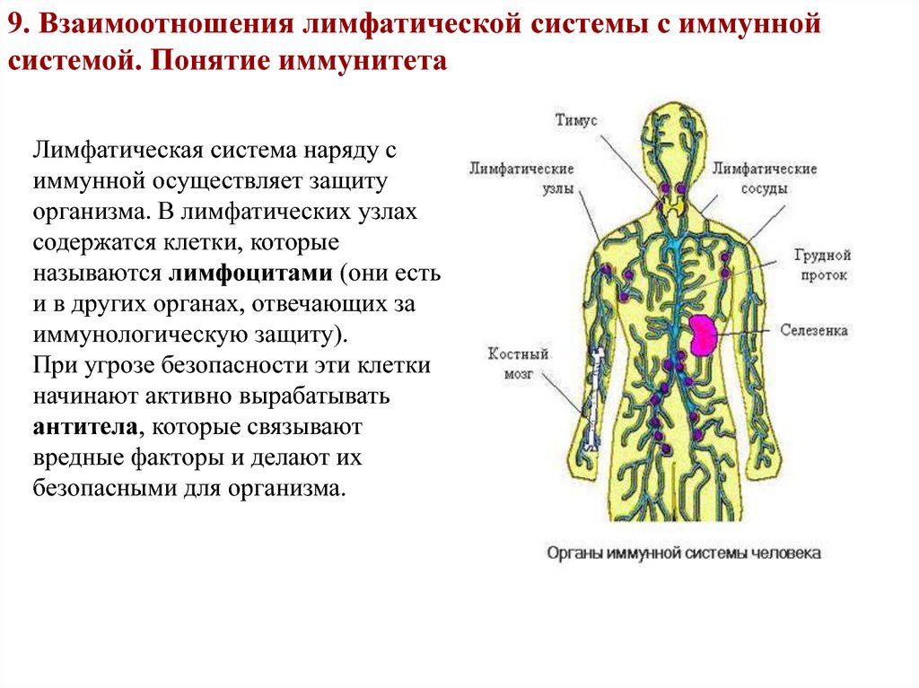 Функции лимфатической организма