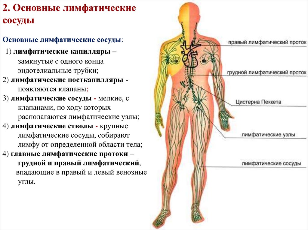 Лимфоузлы и мышцы. Сосуды лимфатической системы. Лимфатические капилляры лимфатические сосуды лимфатические узлы. Лимфатическая система человека капилляры. Лимфатическая система человека правый лимфатический проток.
