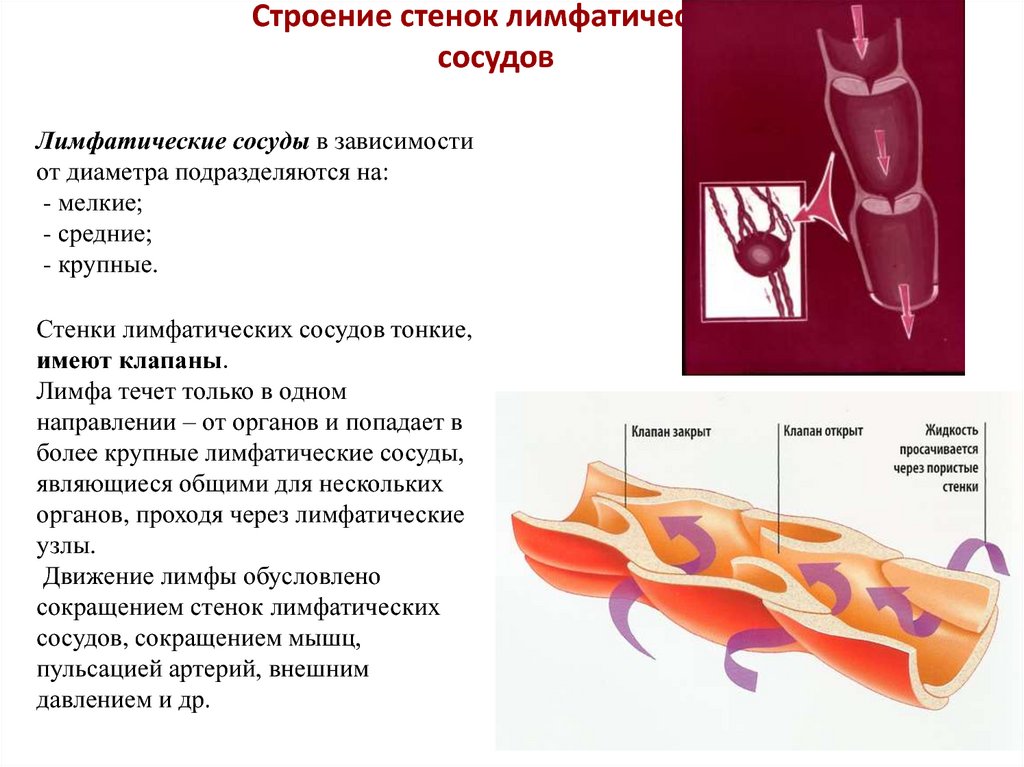 Схема строения лимфатического сосуда