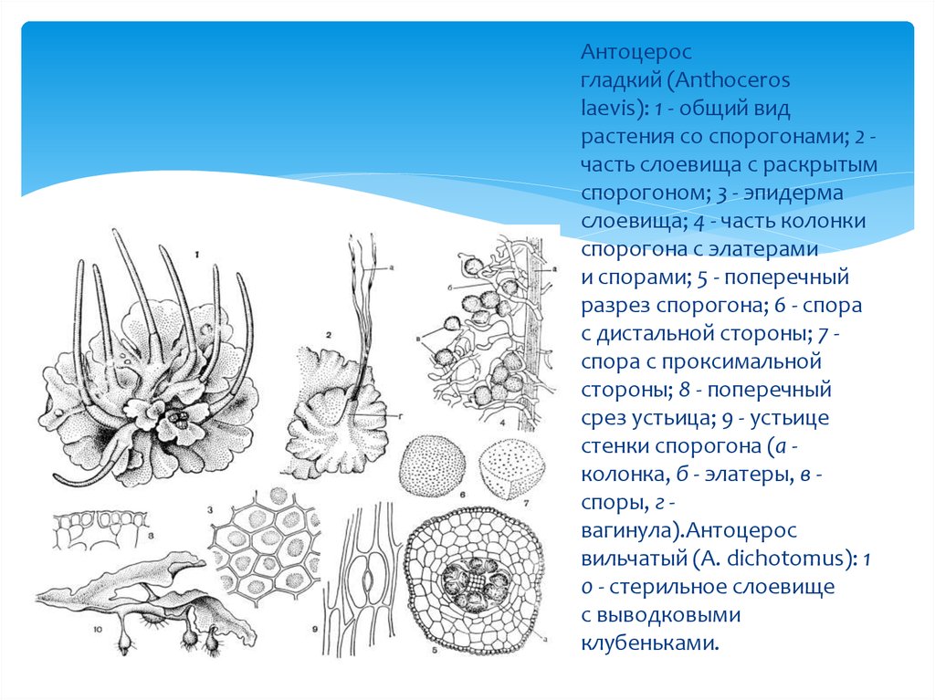 Имеют недифференцированный таллом могут иметь. Антоцеротовидные мхи. Anthoceros laevis. Антоцеротовые жизненный цикл. Anthoceros laevis устьица.